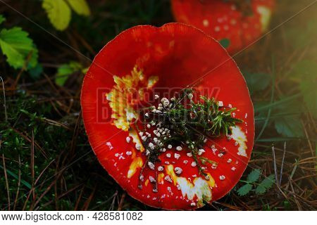 Amanita Grows In A Clearing In The Forest. Close-up On A Mushroom. Autumn View. It Is Used In Medici