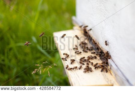 Bees Collect Pollen From The Flowers And Carry It To The Hive. The Concept Of Breeding Bees For Hone
