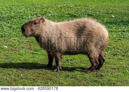 The Capybara, Hydrochoerus Hydrochaeris Is A Mammal Native To South America. It Is The Largest Livin