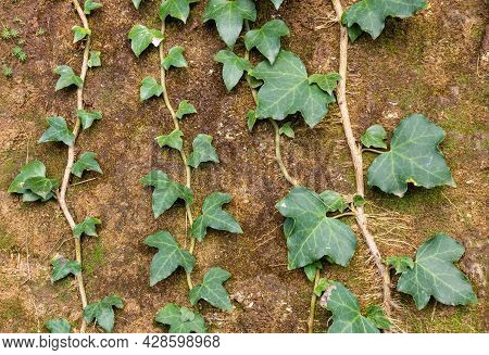 Plants Growing With Roots Incrustated In A Rock.