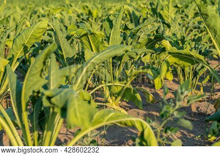 Close-up Of A Field With Half-dried Sugar Beet On A Hot Sunny Summer Day. The Concept Of Crop Dewate