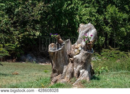 This Large Tree Stump Is The Focal Point Of This Missouri Front Yard And Is Used For Rustic Style Fl