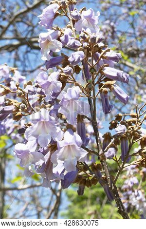 Flowers Of Empress Tree Or Princess Tree, Or Foxglove Tree, Paulownia Tomentosa,