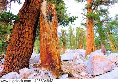 Lodgepole Pine Trees At An Alpine Forest Taken In The Higher Elevations Of The Sierra Nevada Mountai