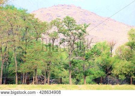 Lush Riparian Woodland Besides A Rural Field With Arid Mountains Beyond Taken On Ranchlands In The G