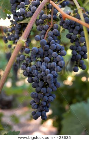 องุ่นองุ่นคลัสเตอร์