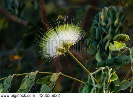 Beautiful Flowering Of The Albizia Lebbeck Tree