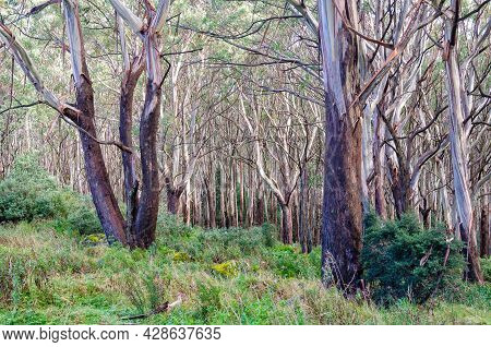 Alpine Ash (woollybutt) Trees At The Summit Of Mount Donna Buang - Warburton, Victoria, Australia