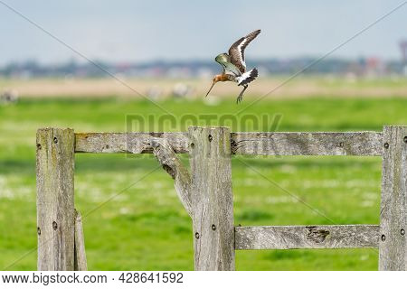 There Is A Black-tailed Godwit In The Meadow On A Fence Post