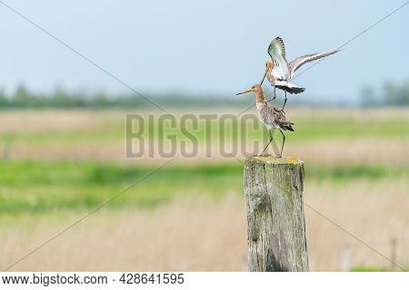 There Is A Black-tailed Godwit In The Meadow On A Fence Post
