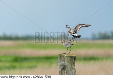 There Is A Black-tailed Godwit In The Meadow On A Fence Post