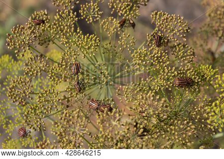 On A Branch Of Dill, There Are Many Orange Beetles With A Black Stripe Called A Lineage, Or Striped 