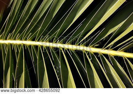 A Close Up Of A Plant In The Light
