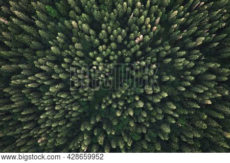 Aerial drone top down view. Green trees in summer forest. Sunny day in autumn mountains