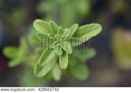 Baby Sage Red Velvet Leaves - Latin Name - Salvia Microphylla Red Velvet