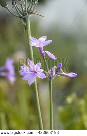 Society Garlic Flowers - Latin Name - Tulbaghia Violacea