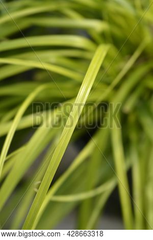 Japanese Sedge Everillo - Latin Name - Carex Oshimensis Everillo