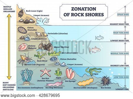 Zonation Of Rock Shores With Underwater Species And Organisms Outline Diagram. Scheme With Spray And