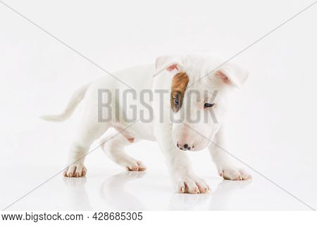 Bull Terrier Dog Isolated On Grey Background. Studio Portrait. Miniature Bull Terrier Puppy Posing O