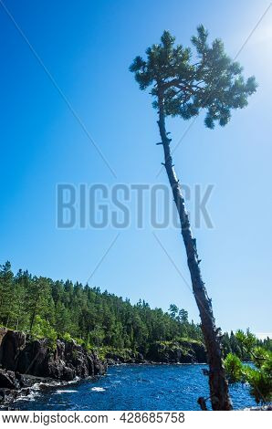Young Rocky Pine Tree Bottom View. Wildlife Landscape Of The Valaam Nature Reserve. Holy Island.