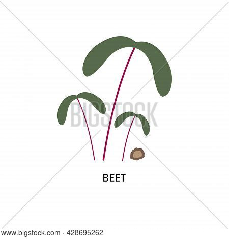 Beet Microgreens And Seed Vector Illustration. Superfood, Home Gardening, Greens. Can Be Used For To