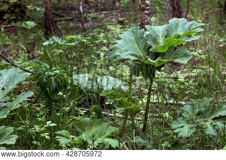 Leaves Of The Plant Borschevika Sosnovsky Close-up In The Forest In Summer. Young Sprouts And Leaves