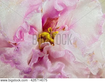 Macro Shot Of The Uzambar Violet Flower, Isolde Cultivar (russian). Among The Pale Pink Petals, Pist