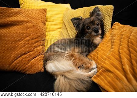 A Brown Mongrel Dog Sits On A Bed At Home. Multi-breed Dog.
