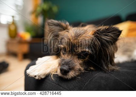 A Brown Mongrel Dog Sits On A Bed At Home. Multi-breed Dog.