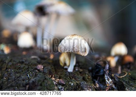 A Group Of Porcini Mushrooms Growing On A Tree Stump. White Bad Mushroom Close-up On A Blurred Backg