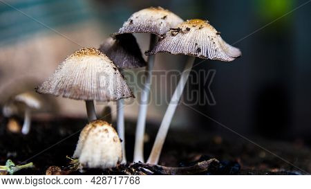A Group Of Porcini Mushrooms Growing On A Tree Stump. White Bad Mushroom Close-up On A Blurred Backg