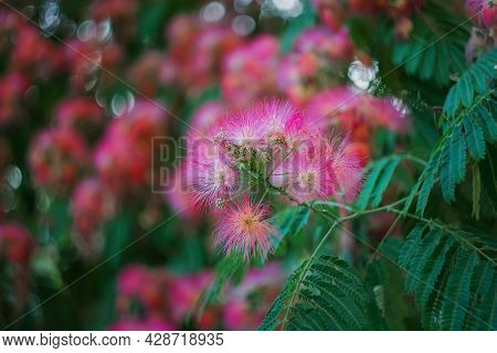 Flowers Of Albizia Julibrissin With Fluffy Bright Pink Flowers, Close-up. Albizia Is A Species Of Tr