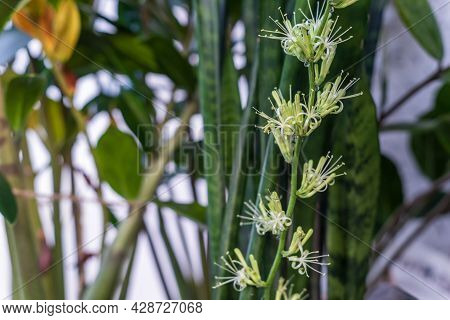 White Inflorescences Of The Houseplant Sansevieria, Selective Focus.