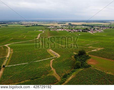 Aerian View On Green Grand Cru And Premier Cru Vineyards With Rows Of Pinot Noir Grapes Plants In Co