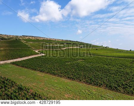 Aerian View On Green Grand Cru And Premier Cru Vineyards With Rows Of Pinot Noir Grapes Plants In Co