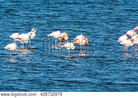 Colony Of Pink Flamingos Wintering In Grevelingen Salt Lake Near Battenoord Village In Zeeland, Neth
