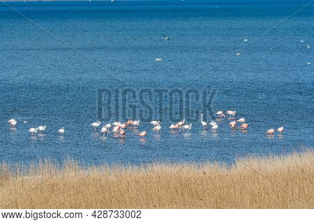 Colony Of Pink Flamingos Wintering In Grevelingen Salt Lake Near Battenoord Village In Zeeland, Neth