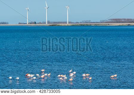 Colony Of Pink Flamingos Wintering In Grevelingen Salt Lake Near Battenoord Village In Zeeland, Neth