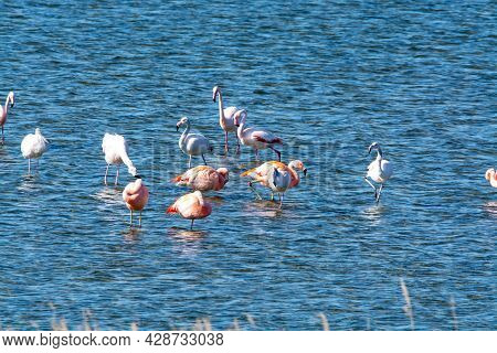 Colony Of Pink Flamingos Wintering In Grevelingen Salt Lake Near Battenoord Village In Zeeland, Neth