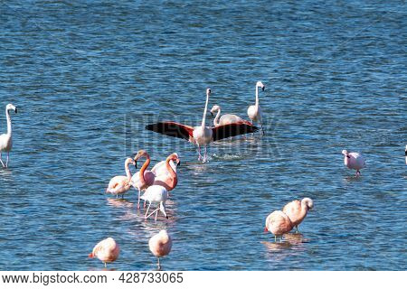 Colony Of Pink Flamingos Wintering In Grevelingen Salt Lake Near Battenoord Village In Zeeland, Neth