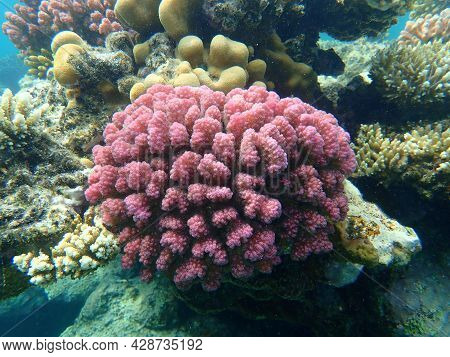 Stony Coral Rasp Coral, Or Cauliflower Coral, Knob-horned Coral (pocillopora Verrucosa) Undersea, Re