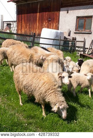 Several Sheep Grazing In A Green Meadow, Podhale, Poland