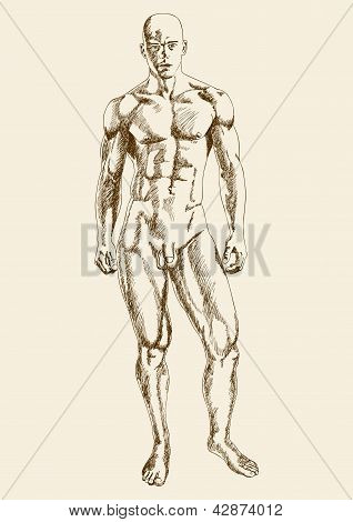 Male Figure