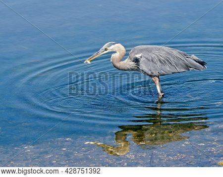 Great Blue Heron Fishing