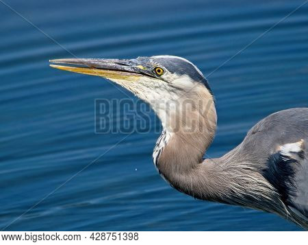 Great Blue Heron Fishing