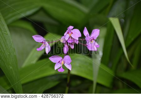 Purple Tropical Spathoglottis Plictata Flowers