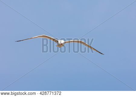 Red-billed White Seagull Flying With Blue Sky Background. Bird Classified In The Order Charadriiform