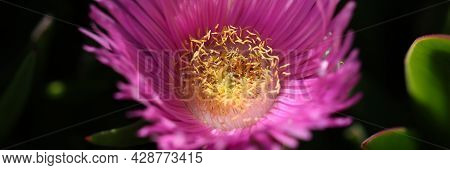 Carpobrotus Chilensis Or Carpobrotus Edulis Flower Closeup