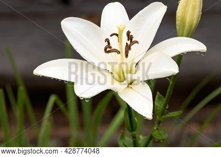 Blooming Summer Bud Of White Lily On A High Stem In The Garden.