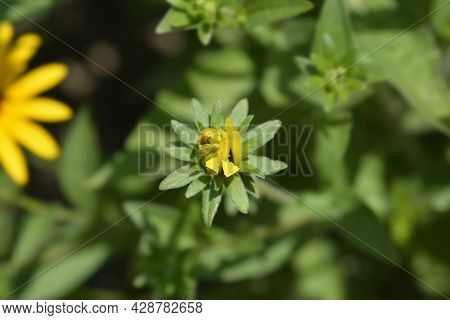 Deams Coneflower - Latin Name - Rudbeckia Fulgida Var. Deamii (syn. Rudbeckia Deamii)